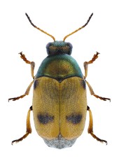 Beetle Cryptocephalus laetus