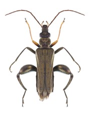 Beetle Oedemera flavipes (male)