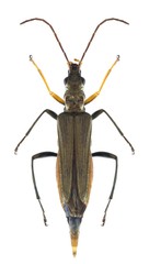 Beetle Oedemera flavipes (female)