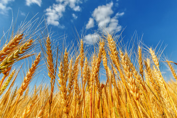 Obraz premium Wheat ears
