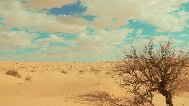 Sahara Landscape, Dunes, Wind and a Withered Tree