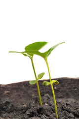 Green sprout growing from ground