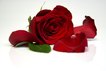 красная роза с отражением