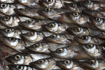 Fototapeta premium fresh sea fish