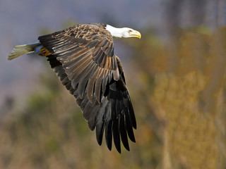 Bald Eagle in Flight with Fish