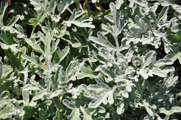 Siber-Wermut (Artemisia stelleriana)