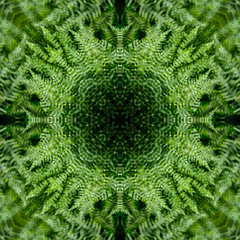 Decorative pattern, interlaced lines, the combination of fragments of images of fern.