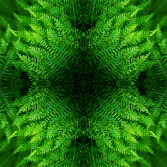 Decorative pattern, interlaced lines, the combination of fragments of images of fern.