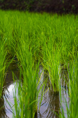 rice farming plantation agriculture, vertical composition