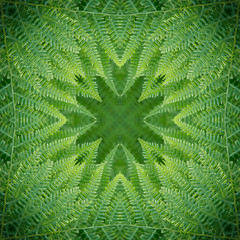 Decorative pattern, interlaced lines, the combination of fragments of images of fern.