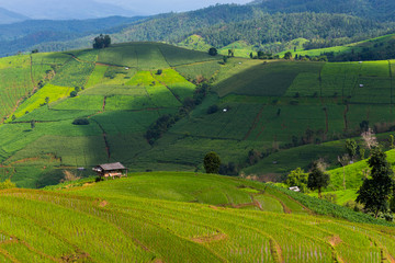 Fototapeta na wymiar mountain hills step rice farming plantation agriculture