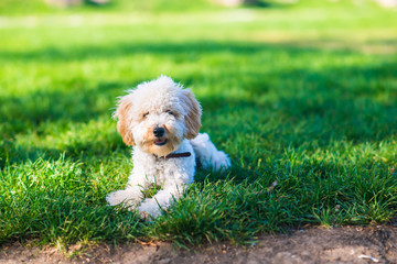 This four months old Apricot Poodle decided to take a break of busy day playing outside, and lie down in the grass.