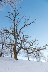 Fototapeta na wymiar Bare oak tree