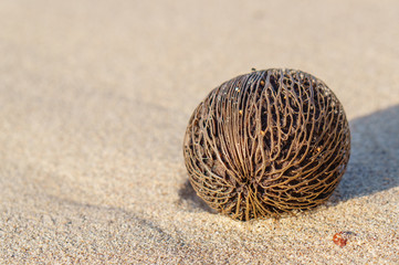 Depth Of Field Coconut ball on The beach