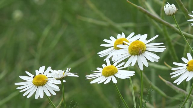 camomile in the nature