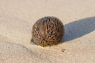Depth Of Field Coconut ball on The beach