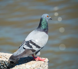 pigeon bird in nature on blur of water background