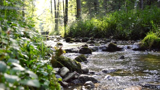 Bach im Wald mit Wasser und Vogelgezwitscher Audio