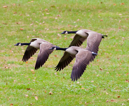 Group of Canada Geese Flying