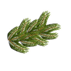 Spruce branch on white background. Christmas tree branch to desi