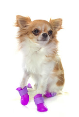 chihuahua and shoes