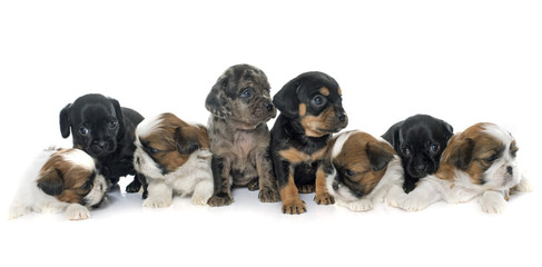 Obraz na płótnie Canvas group of puppies