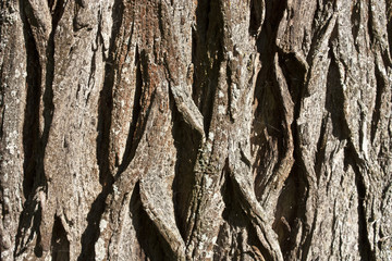 tree bark texture