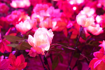 Artificial pink flower has led light in it.