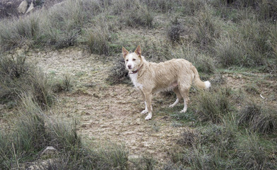 Wild mountain dog