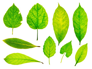 Collection of garden green leaves on white background