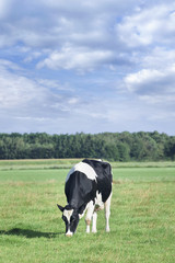 Grazing Holstein-Frisian cow in a green Dutch meadow, blue sky and clouds.