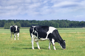 Grazing Holstein-Frisian cows in a green Dutch meadow, blue sky and clouds.