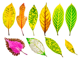 Obraz premium collection of colorful tree leaves isolated on white background