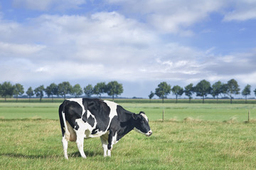Grazing Holstein-Frisian cow stands in a green meadow with blue sky and clouds.