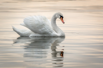 Obraz premium Mute swan