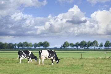 Grazing Holstein-Frisian cows grazing in a green Dutch meadow on a summer day.