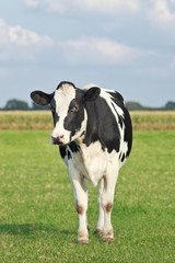 Holstein-Frisian cattle in a green meadow with cornfield on the background, The Netherlands.