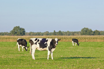 Holstein-Frisian cattle in a green meadow with a blue sky, cornfield and trees on the background, The Netherlands.