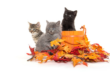 Three kittens and fall leaves © Tony Campbell