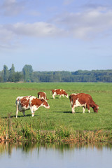 Fototapeta na wymiar Red Frisian-Holstein cows grazing in a green meadow with a canal.