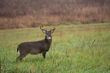 White-tailed deer buck in rain