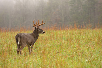 White-tailed deer buck in rain
