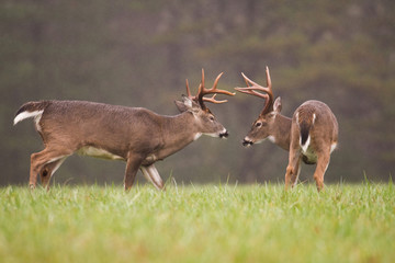 Obraz premium two white-tailed deer bucks grooming