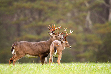 two white-tailed deer bucks grooming