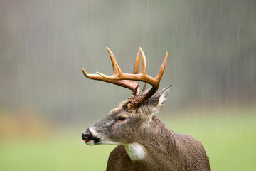 White-tailed deer buck in rain