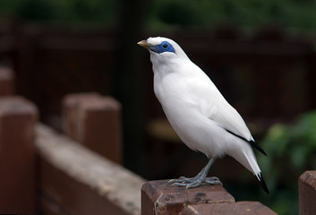 Bali Myna bird