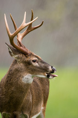 Naklejka na ściany i meble White-tailed deer buck in rain