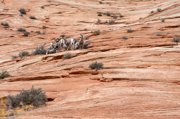 Bighorn Sheeps on red rocks of Zion National Park