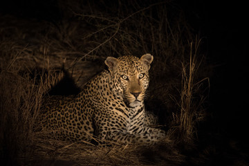 Naklejka premium Leopard resting in the shade in the bush a night