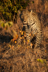 Leopard in the bush